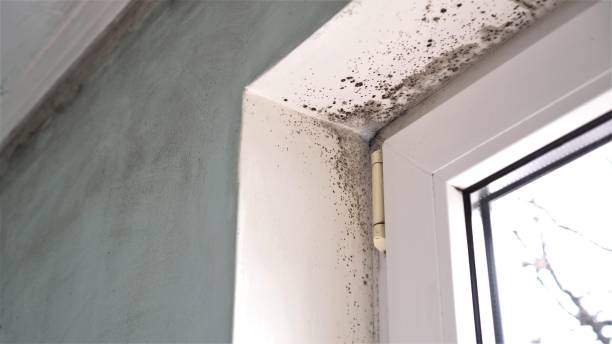 Professional Mold Inspection, Removal & Remediation in North Springfield, VA